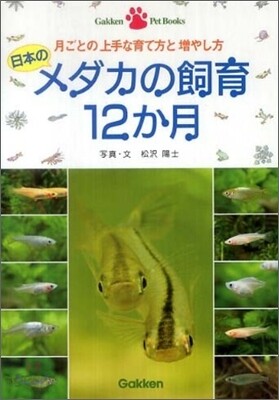 日本のメダカの飼育12か月