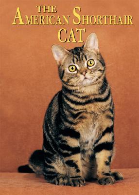 The American Shorthair Cat