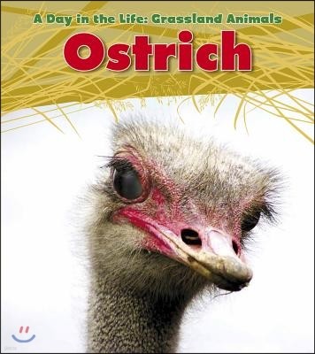 Ostrich