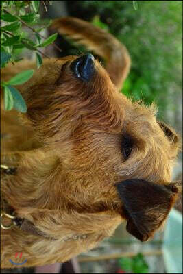 Irish Terrier in the Garden Journal: Take Notes, Write Down Memories in This 150 Page Lined Journal