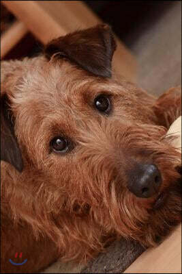Irish Terrier Relaxing Inside Journal: Take Notes, Write Down Memories in This 150 Page Lined Journal
