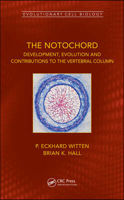 Notochord