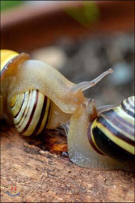 Two Snails Kissing Journal: Take Notes, Write Down Memories in this 150 ...