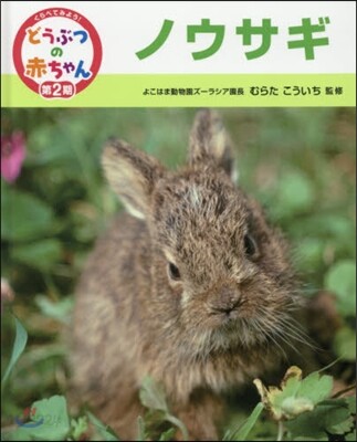 ノウサギ