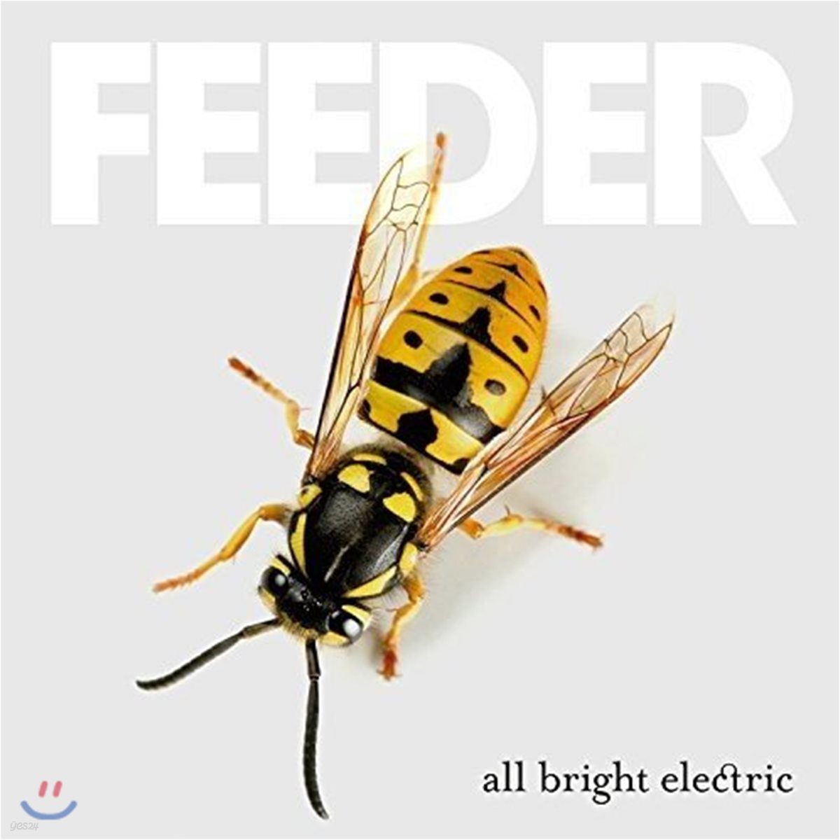 Feeder (피더) - All Bright Electric