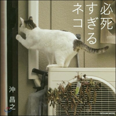 必死すぎるネコ