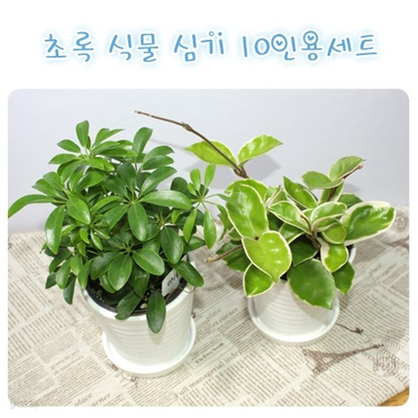 모종옮겨심기 초록식물키우기 10개세트(도자기화분포함)