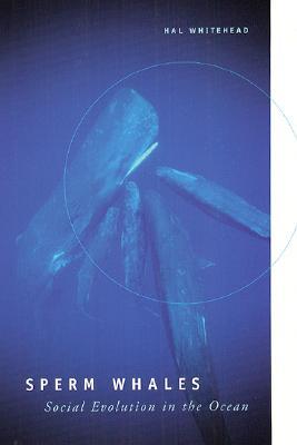 Sperm Whales: Social Evolution in the Ocean