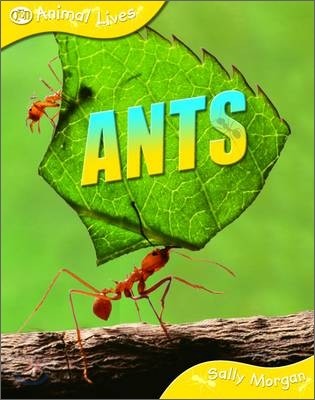 Animal Lives : Ants