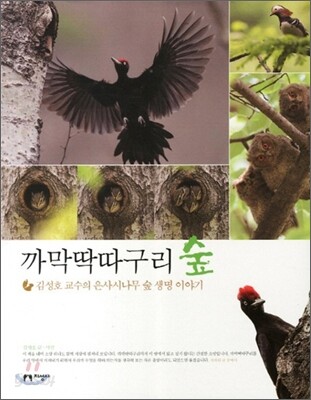 까막딱따구리 숲