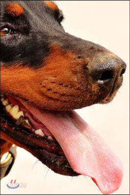 Doberman Panting from the Run Journal: Take Notes, Write Down Memories in This 150 Page Lined Journal