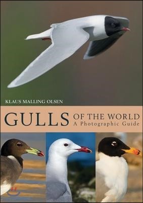 Gulls of the World: A Photographic Guide