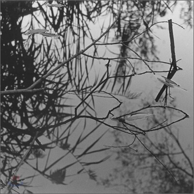 Antony And The Johnsons - Swanlights