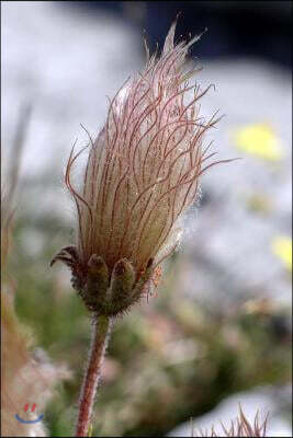 Seed Head of Dryas Octopetala Flower Journal: Take Notes, Write Down Memories in this 150 Page Lined Journal