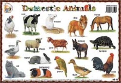 Domestic Animals, Animal Language