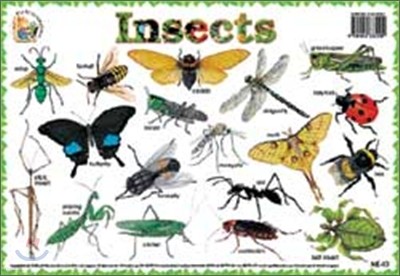 Insects , Amazing Facts!