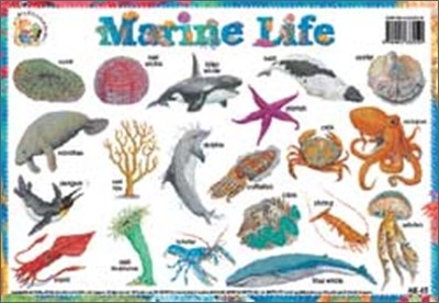 Marine Life , Amazing Facts!