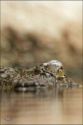 Crocodile Notebook