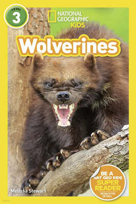 National Geographic Kids Readers Level 3 : Wolverines