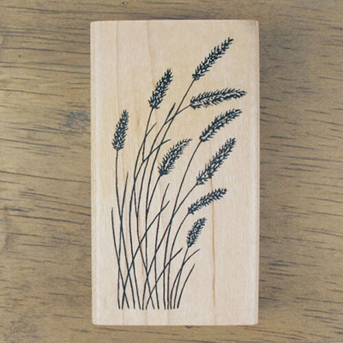 강아지풀(Foxtail)