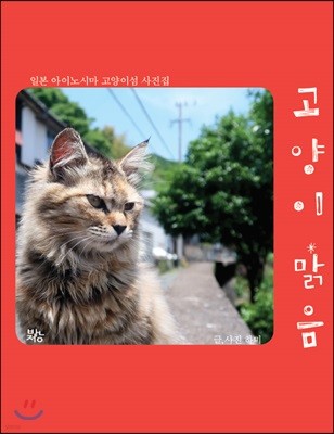 아이노시마 고양이섬 사진집 고양이 맑음
