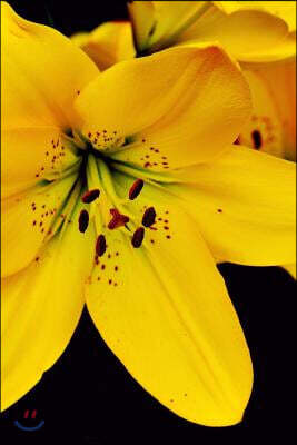 Brilliant Yellow Lily Flowers Journal: Take Notes, Write Down Memories in this 150 Page Lined Journal
