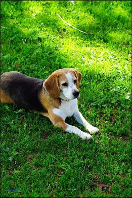 A Beagle Got It Made in the Shade Journal: Take Notes, Write Down Memories in This 150 Page Lined Journal