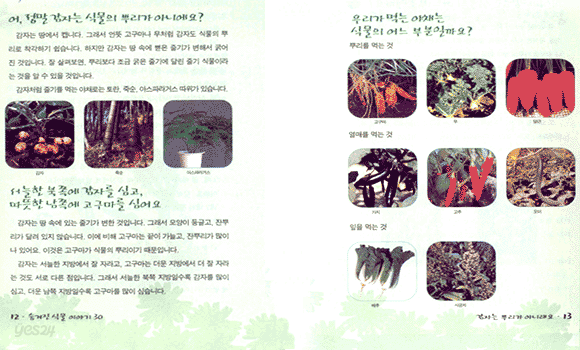 숨겨진 식물이야기 30