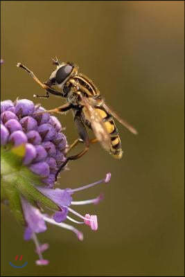 Hoverfly Notebook: 150 Lined Pages, Softcover, 6 X 9