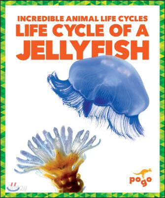 Life Cycle of a Jellyfish