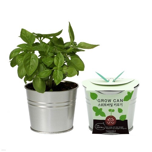(빈티지 스타일 양철화분) 그로우캔_스위트바질