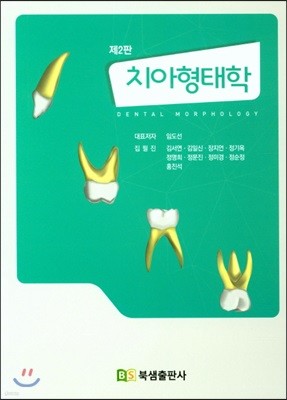 치아형태학 