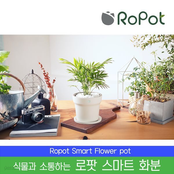 ROPOT [정품] 로팟 스마트화분 + 테이블야자