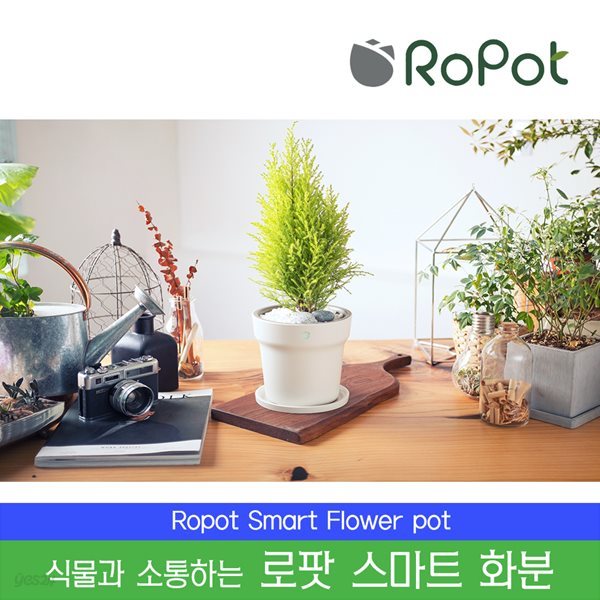 ROPOT [정품] 로팟 스마트화분 + 율마 [공기정화]