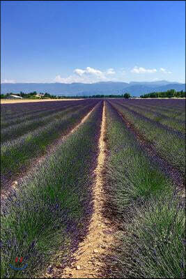 Lavender Farm Notebook
