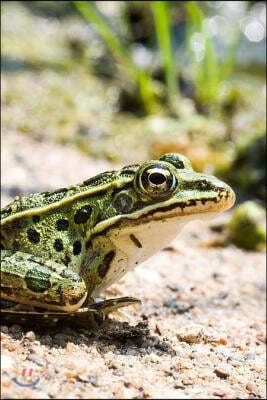 Leopard Frog on the Beach Journal: Take Notes, Write Down Memories in this 150 Page Lined Journal