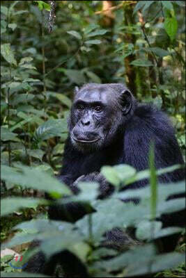Chimpanzee in Uganda, Africa Journal: Take Notes, Write Down Memories in this 150 Page Lined Journal