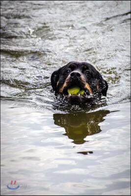 Rottweiler Caught the Ball, Swimming Back Journal: Take Notes, Write Down Memories in This 150 Page Lined Journal
