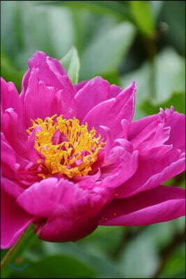 Pretty Pink Peony Flower Journal: Take Notes, Write Down Memories in This 150 Page Lined Journal