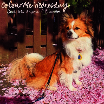 Colour Me Wednesday — Don't Tell Anyone / Blossom (MP3 Download) 앨범 커버