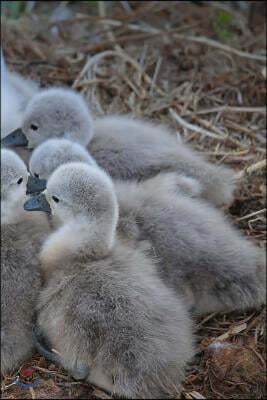 Swan Chicks Notebook: 150 Lined Pages, Softcover, 6 X 9