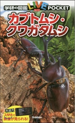 カブトムシ.クワガタムシ