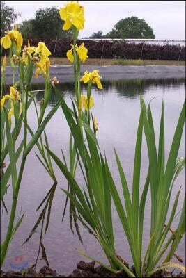 Createspace Independent Publishing Platform Yellow Iris Pseudacorus Growing by a Pond Journal: Take Notes, Write Down Memories in This 150 Page Lined Journal