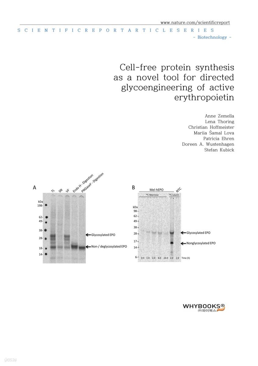 Cellfree protein synthesis as a novel tool for directed glycoengineering of active erythropoietin