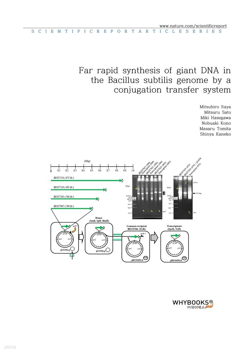 Far rapid synthesis of giant DNA in the Bacillus subtilis genome by a conjugation transfer system