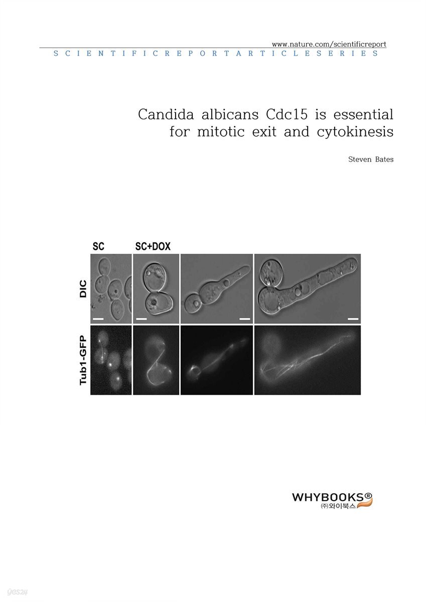 Candida albicans Cdc15 is essential for mitotic exit and cytokinesis