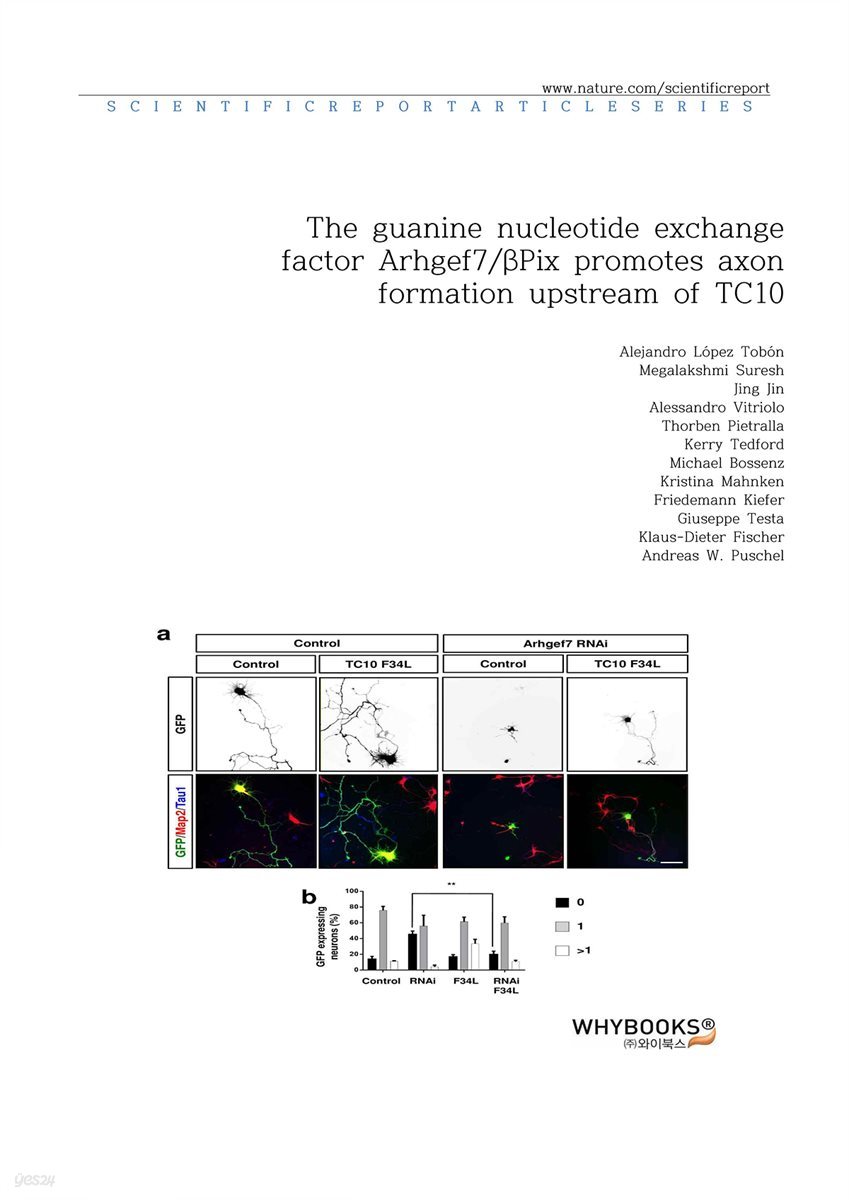The guanine nucleotide exchange factor Arhgef7. βPix promotes axon formation upstream of TC10