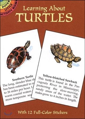 Learning About Turtles