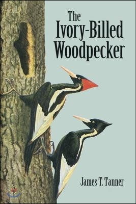 The Ivory-Billed Woodpecker