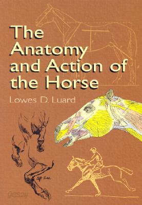 The Anatomy and Action of the Horse